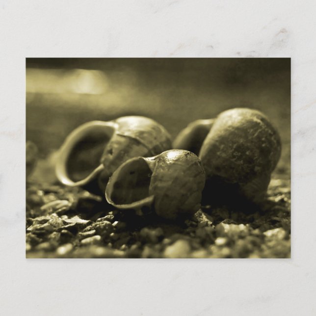 Sepia-Muscheln Postkarte (Vorderseite)