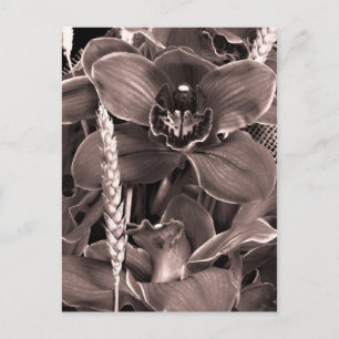 Sepia Orchids and Spikes Postcard Postkarte