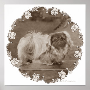Sepia-Pekingese-Porträt Poster