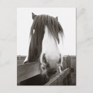Sepia-Pferdeporträt-Postkarte Postkarte