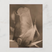 Sepia Rosenknospe Blume Foto Postkarte