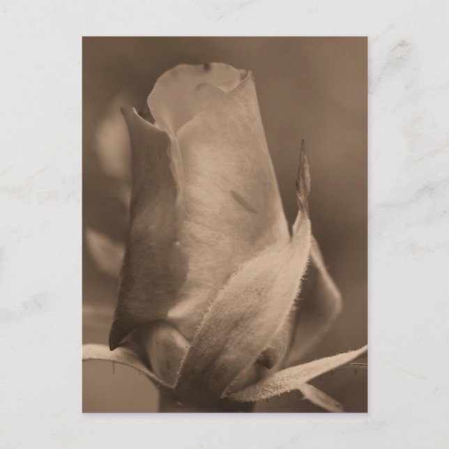 Sepia Rosenknospe Blume Foto Postkarte (Vorderseite)