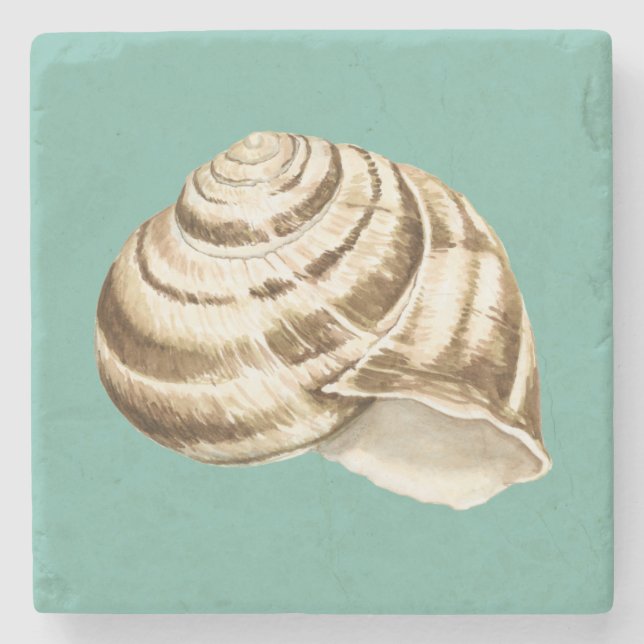 Sepia Stripte Muschel auf Aquamarin Steinuntersetzer (Vorderseite)