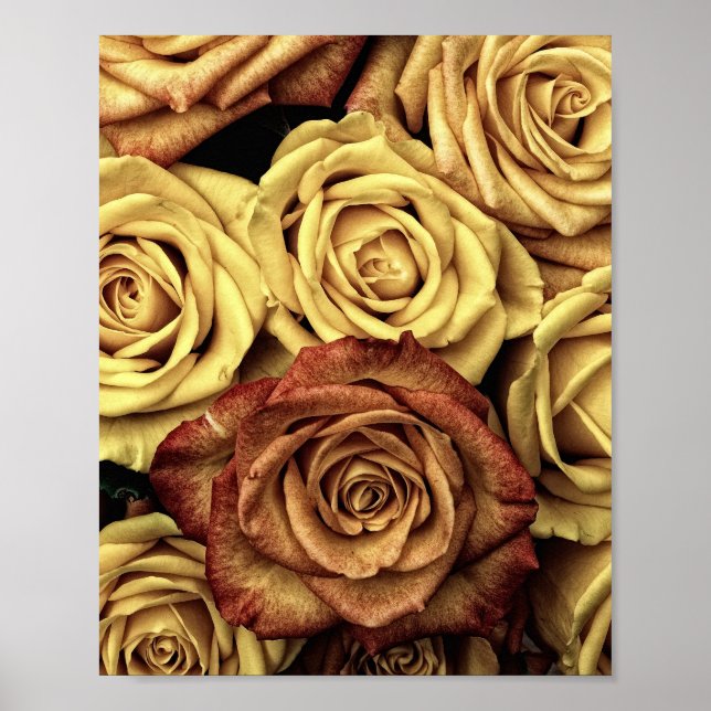 Sepia Tinted Rose Poster (Vorne)
