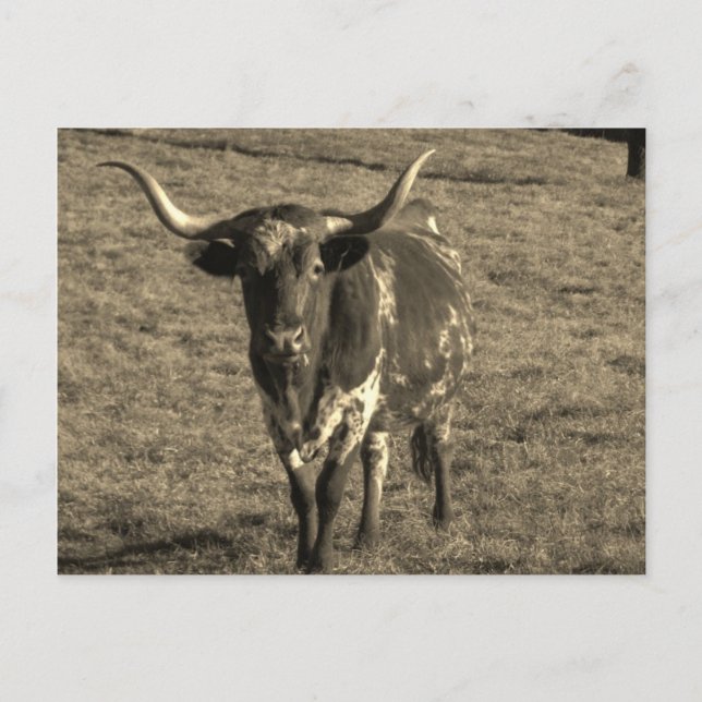 Sepia Tone Brown and White Longhorn Bull Postkarte (Vorderseite)
