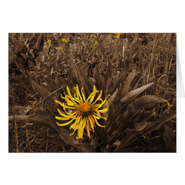 Sepia tone fleurs sauvages jaunes (Devant horizontal)