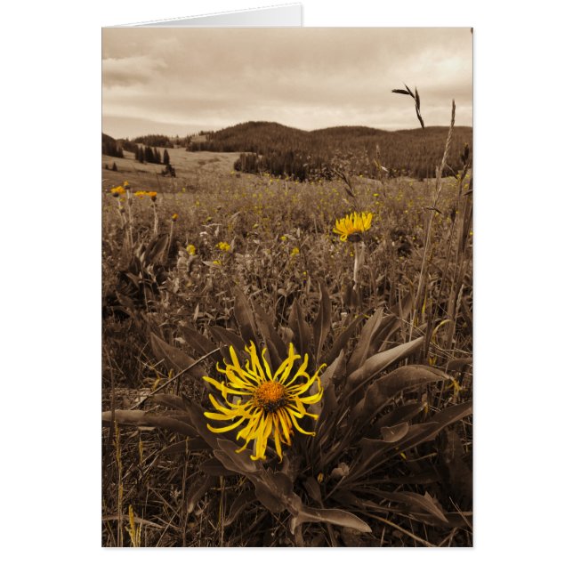 Sepia tone fleurs sauvages jaunes (Devant)