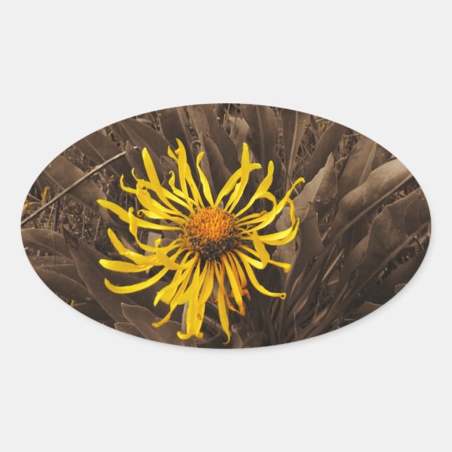 Sepia tone Yellow Wildblumen Ovaler Aufkleber (Vorderseite)
