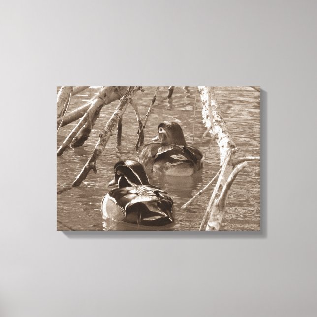 Sepia Wood Duck Pair Leinwanddruck (Vorderseite)