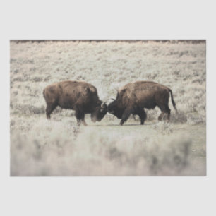 Sepia-Yellowstone-Bison-Kampf Seidenpapier