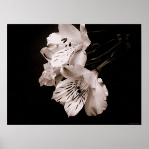 Sepiaalstroemeria-Lilien-Plakat Poster