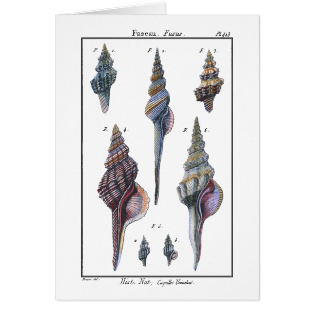 Sept Coquillages Colorés (Devant)