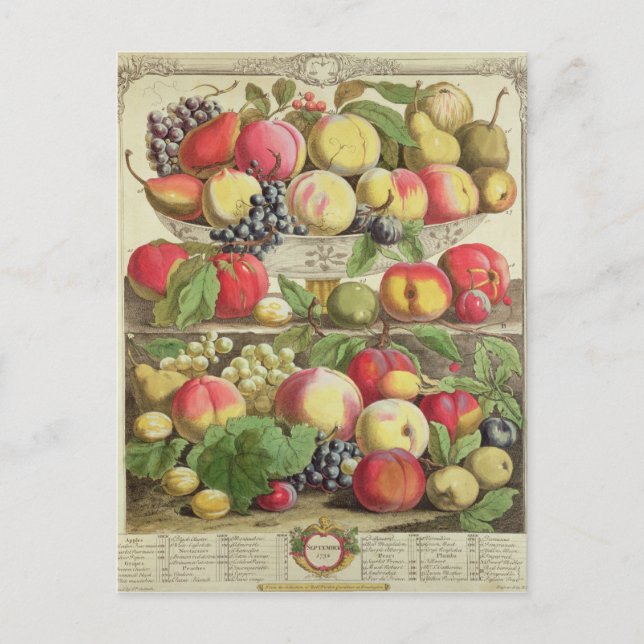 September ab "Zwölf Monate Obst" Postkarte (Vorderseite)