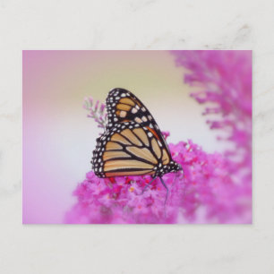 September Monarch Butterfly Postkarte