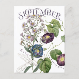 September Monat Blume Aster Morning Glory Extravag Postkarte