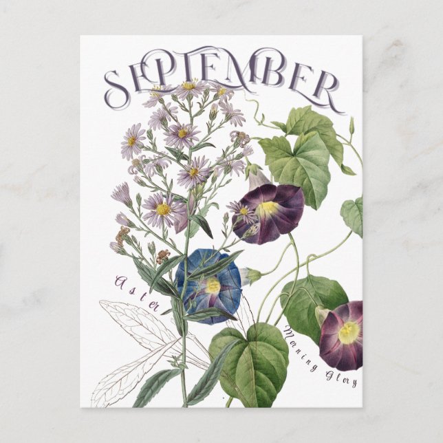 September Monat Blume Aster Morning Glory Extravag Postkarte (Vorderseite)