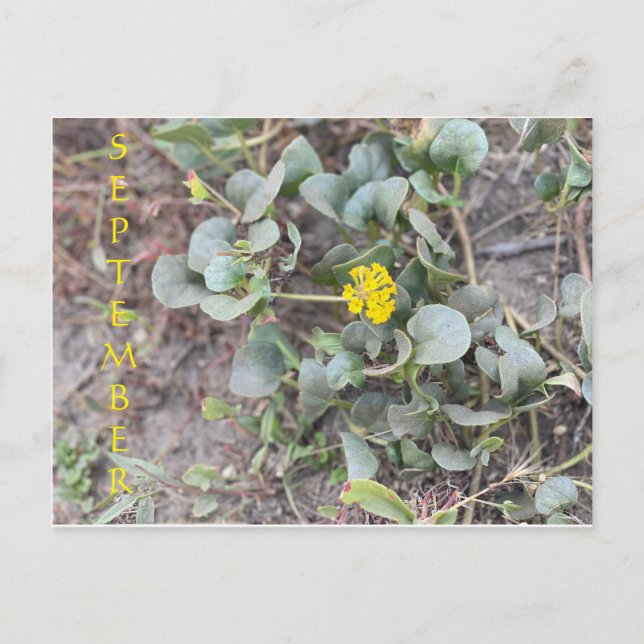 SEPTEMBER POSTKARTE (Vorderseite)