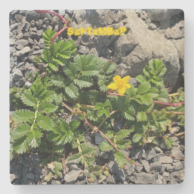 SEPTEMBER STEINUNTERSETZER (Vorderseite)