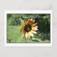 September Sunflower Post Card