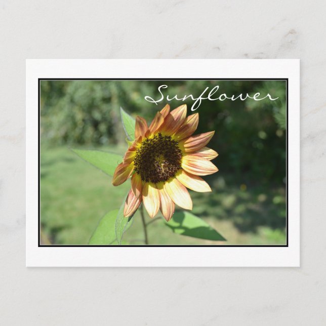 September Sunflower Post Card Postkarte (Vorderseite)