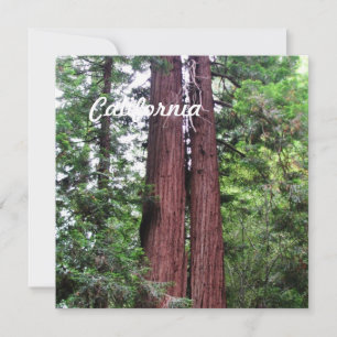Sequoia