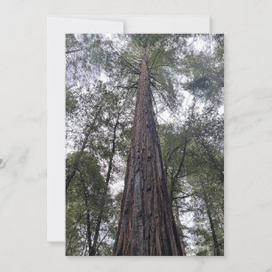 Sequoia Flat Urlaubskarte Feiertagskarte