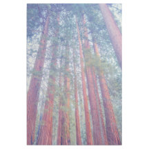 Sequoia Forest