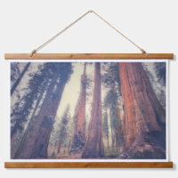 Sequoia Forest