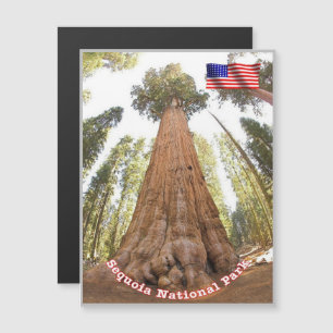 Sequoia - General Sherman Tree - Vereinigte Staate Magnetkarte
