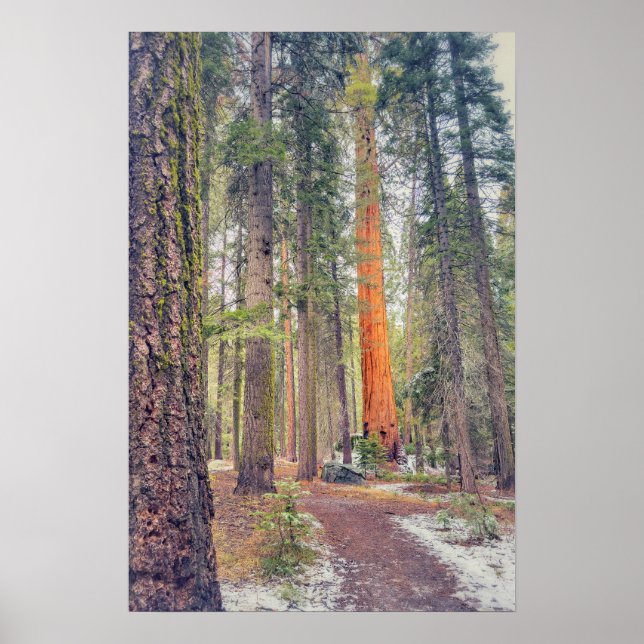 Sequoia im Wald Poster (Vorne)