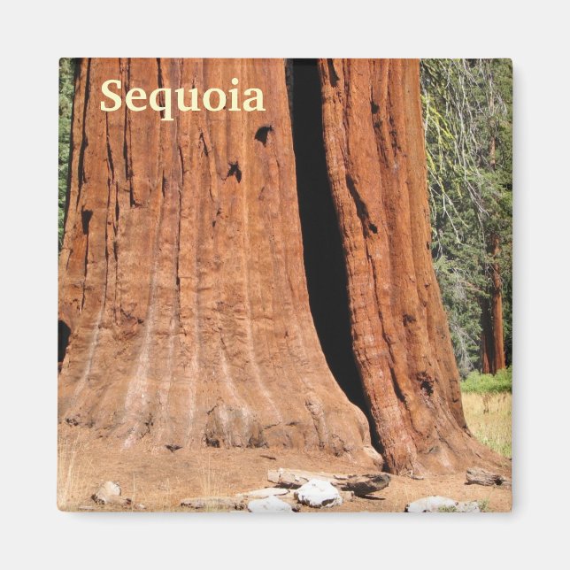 Sequoia Magnet! Magnet (Vorne)