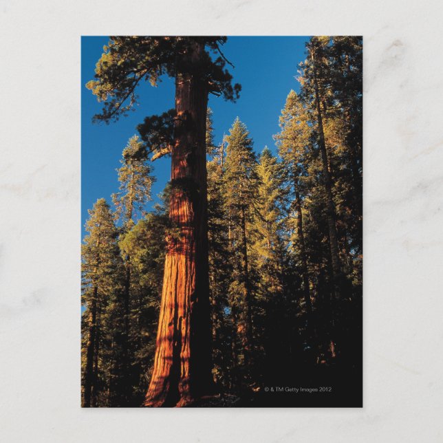 Sequoia National Park, Kalifornien 2 Postkarte (Vorderseite)