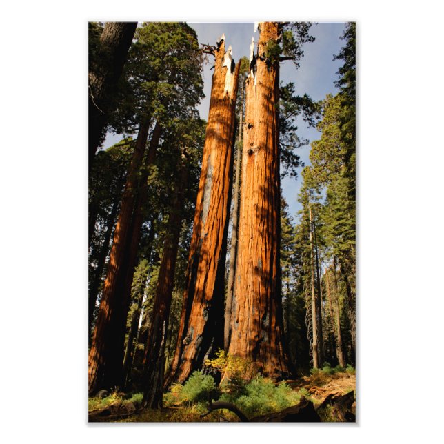 Sequoia-Nationalpark Fotodruck (Vorne)