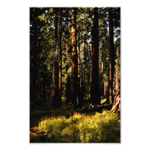 Sequoia-Nationalpark Fotodruck