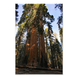 Sequoia-Nationalpark Fotodruck