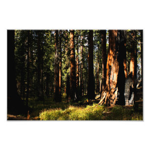 Sequoia-Nationalpark Fotodruck