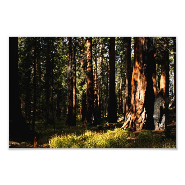 Sequoia-Nationalpark Fotodruck (Vorne)
