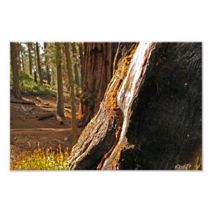 Sequoia-Nationalpark Fotodruck