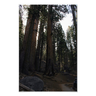 Sequoia-Nationalpark Fotodruck