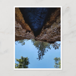 Sequoia-Nationalpark: Hundetage Postkarte