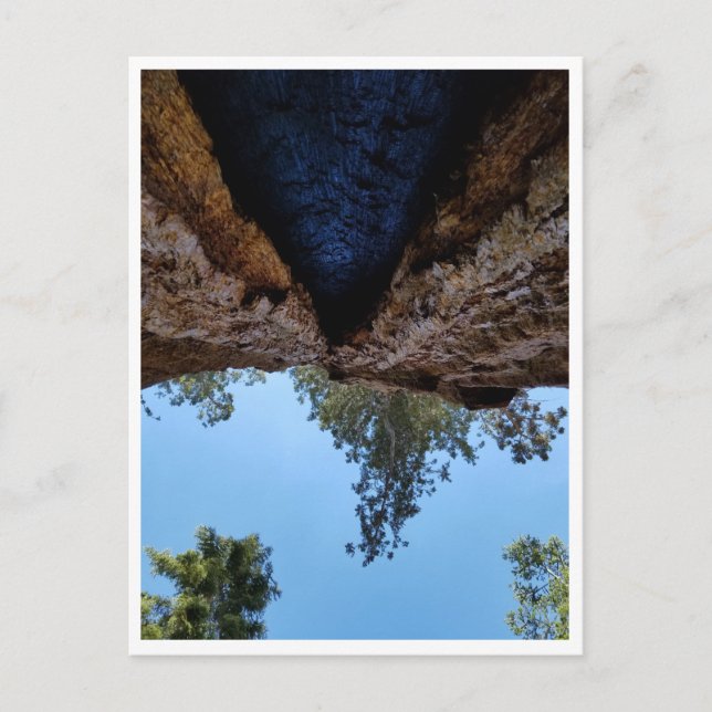 Sequoia-Nationalpark: Hundetage Postkarte (Vorderseite)