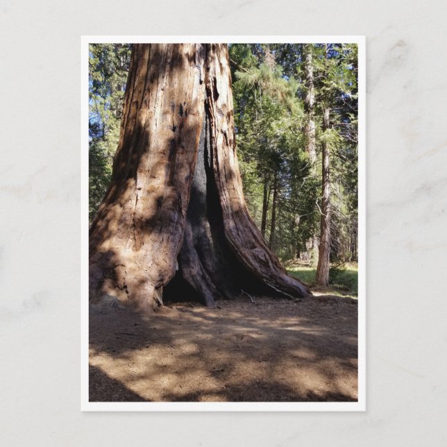 Sequoia Nationalpark: Hundetage Postkarte (Vorderseite)