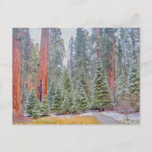 Sequoia-Nationalpark im Winter Postkarte