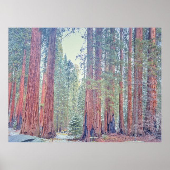 Sequoia Nationalpark Landschaft Poster (Vorne)