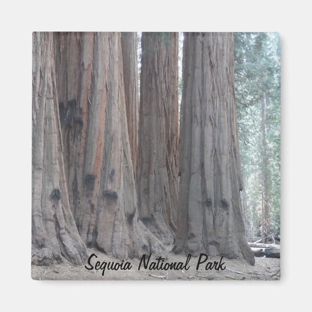 Sequoia-Nationalpark Magnet (Vorne)