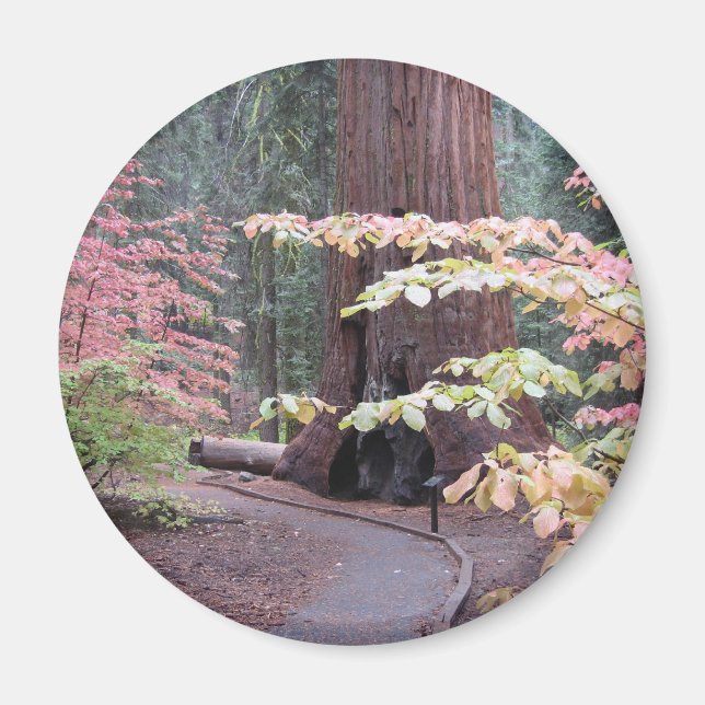 Sequoia-Nationalpark Magnet (Vorne)