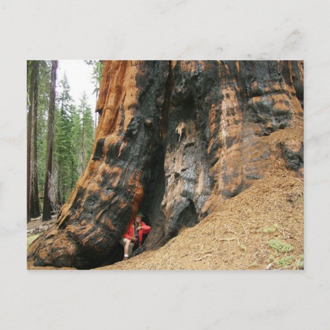 Sequoia-Nationalpark Postkarte (Vorderseite)