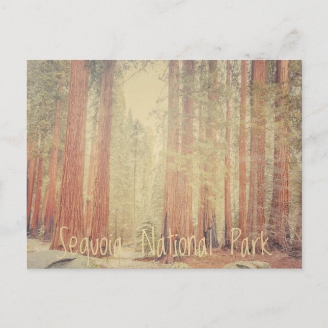 Sequoia-Nationalpark Postkarte (Vorderseite)
