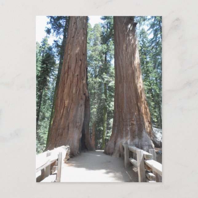 Sequoia-Nationalpark Postkarte (Vorderseite)