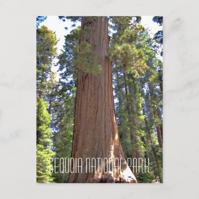 Sequoia-Nationalpark Postkarte (Vorderseite)